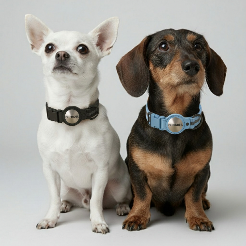 2-chiens-collier-petfinder
