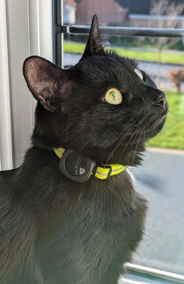 avis-chat-collier-noir