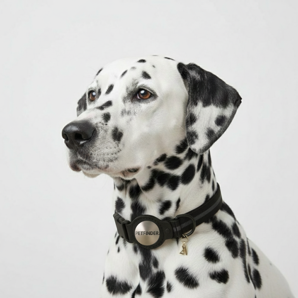 dalmatien-collier-petfinder