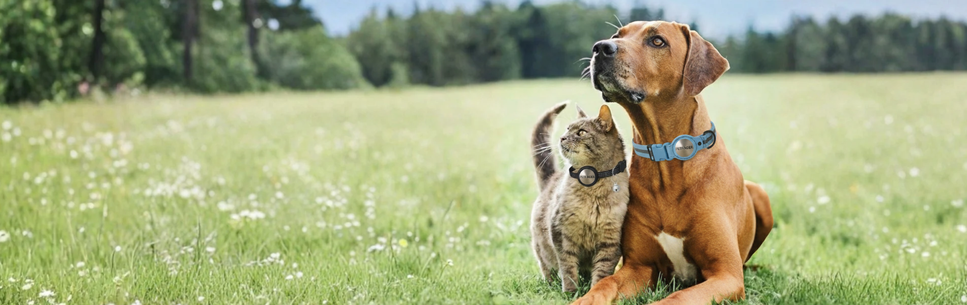 image-chien-chat-colliers-destock