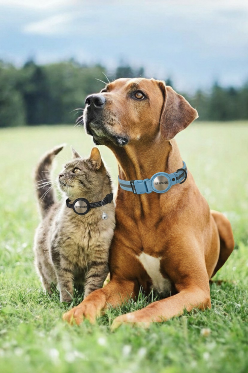 image-chien-chat-colliers
